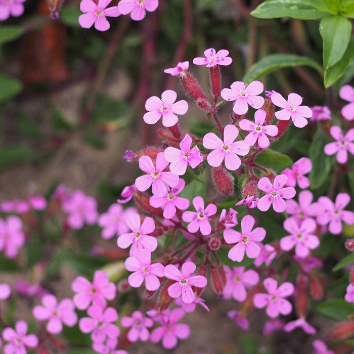 Saponaria Ocymoides