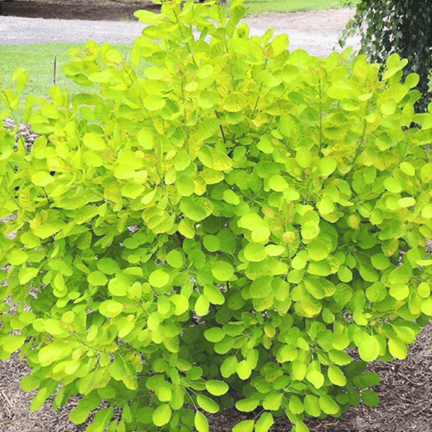 Scumpie "Arbore de Fum "Cotinus Coggygria Golden Lady, 1 Bucata
