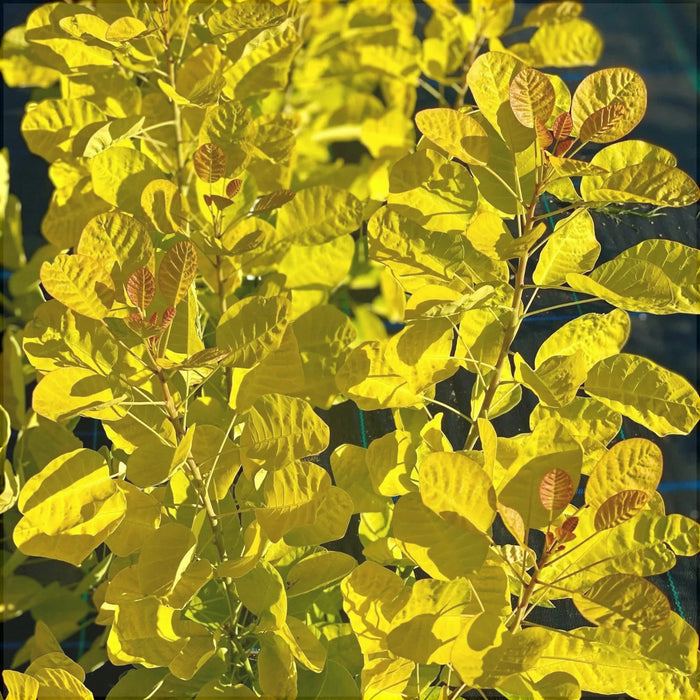 Scumpie "Arbore de Fum "Cotinus Coggygria Golden Lady, 1 Bucata