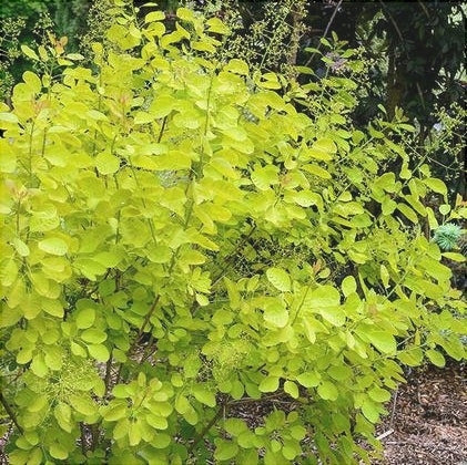 Scumpie "Arbore de Fum "Cotinus Coggygria Golden Lady, 1 Bucata