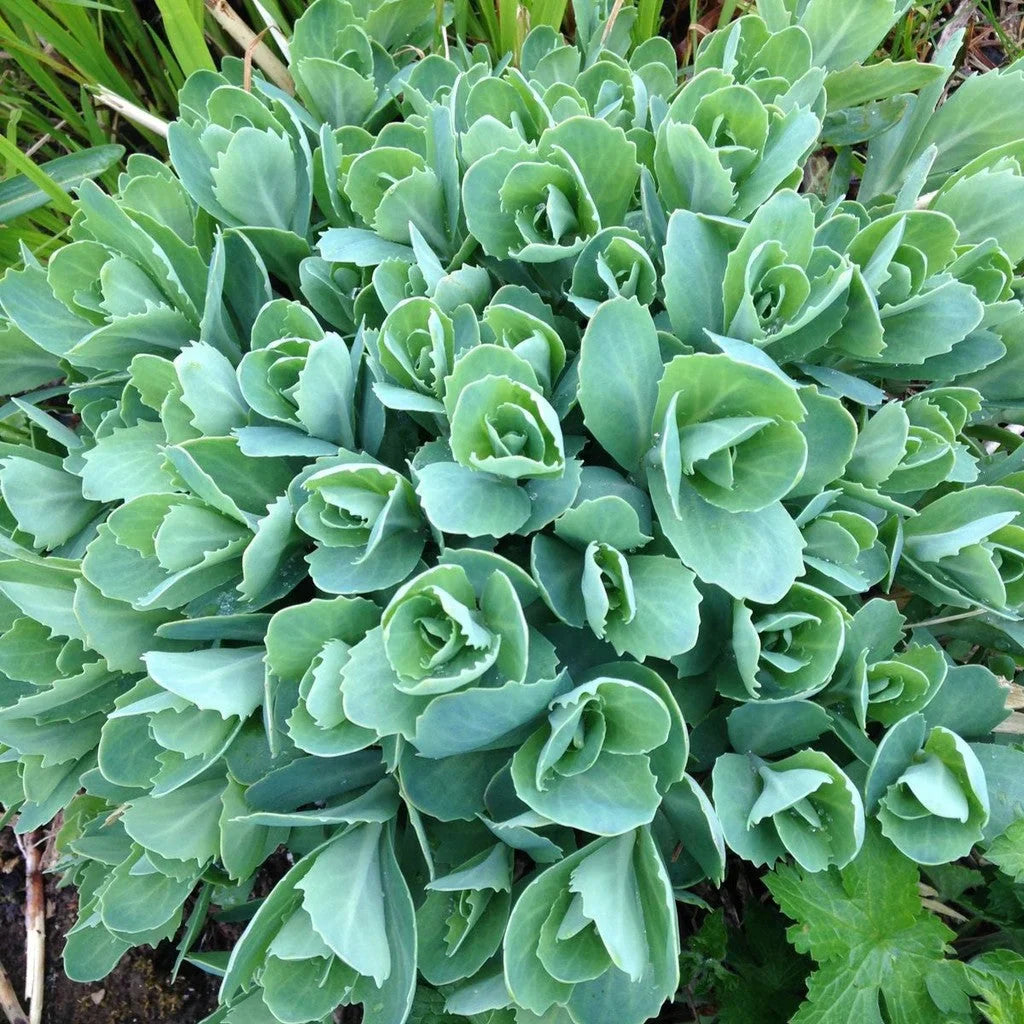 Sedum la ghiveci cu frunze suculente verzi, plantă decorativă rezistentă pentru interior și exterior