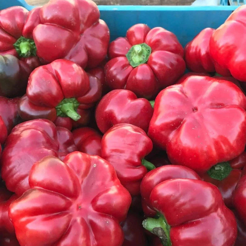 Seminte de Ardei Gogosar "Bucur", 0.2g