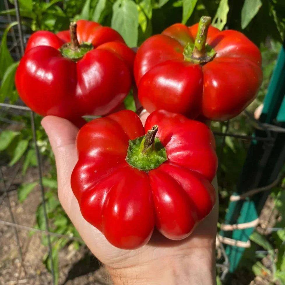 Seminte de Ardei Gogosar "Centenar"