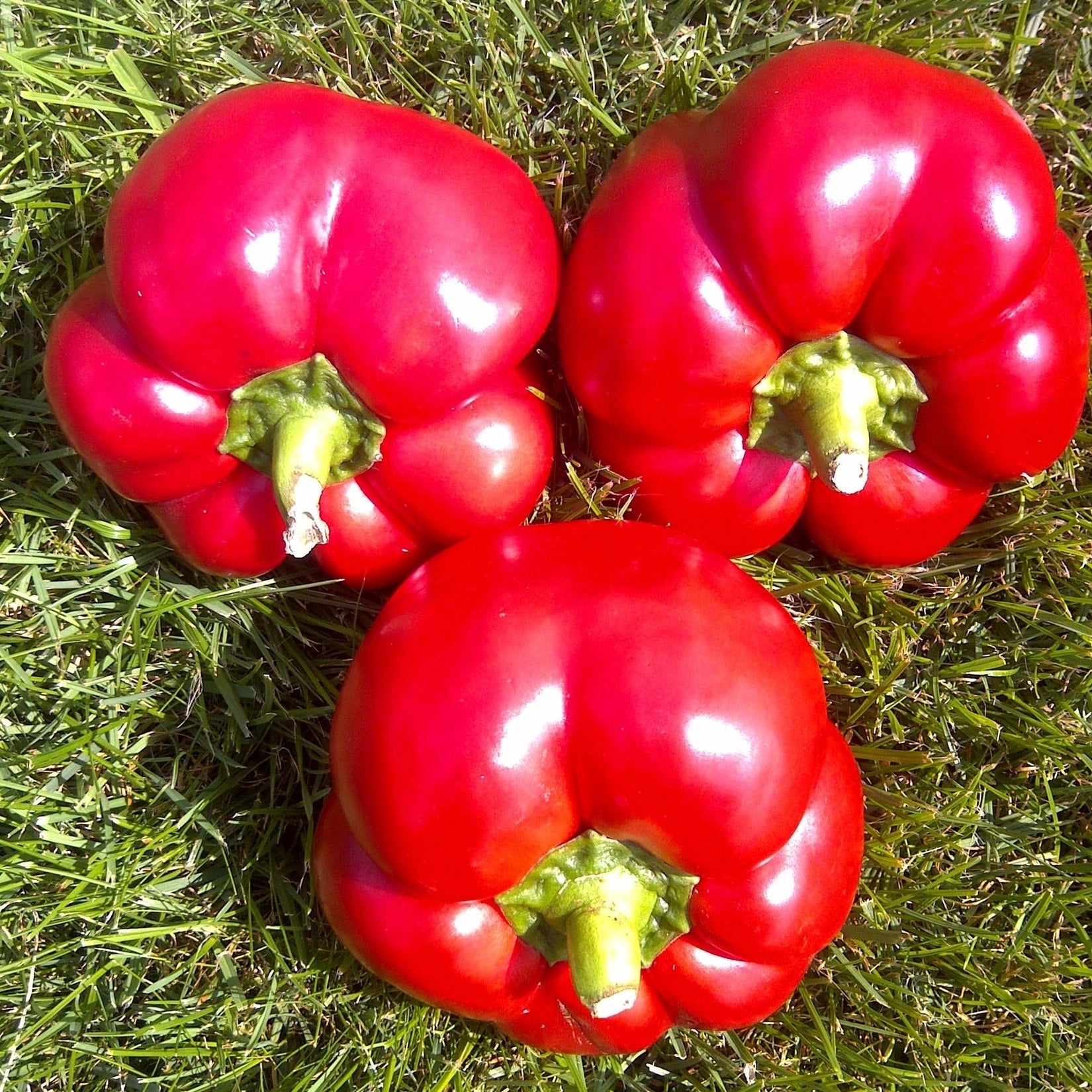 Seminte de Ardei Gogosar "Hibrid"