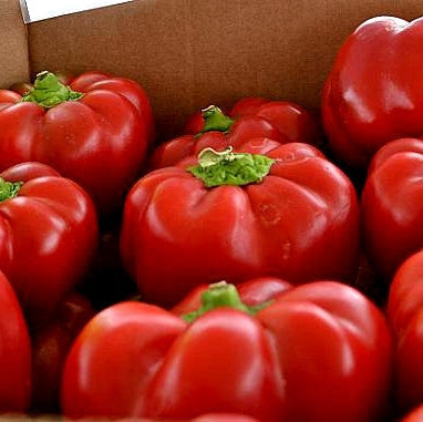 Seminte de Ardei Gogosar "Topepo Rosso", 0.7g