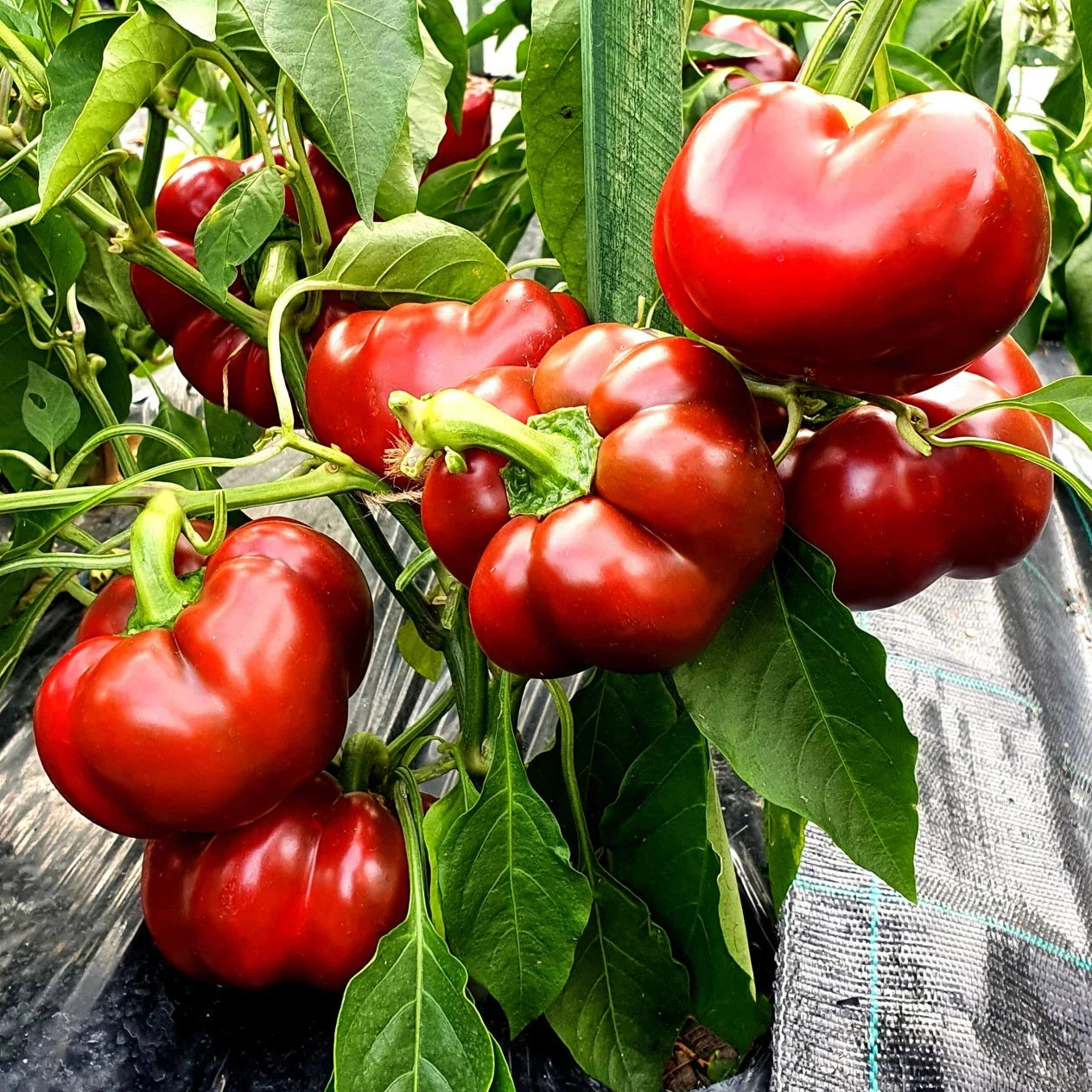 Seminte de Ardei Gogosar "Topepo Rosso", 0.7g