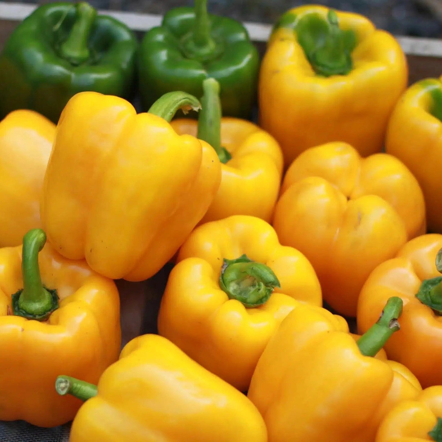 Seminte de Ardei Gras "Blocky Galben"