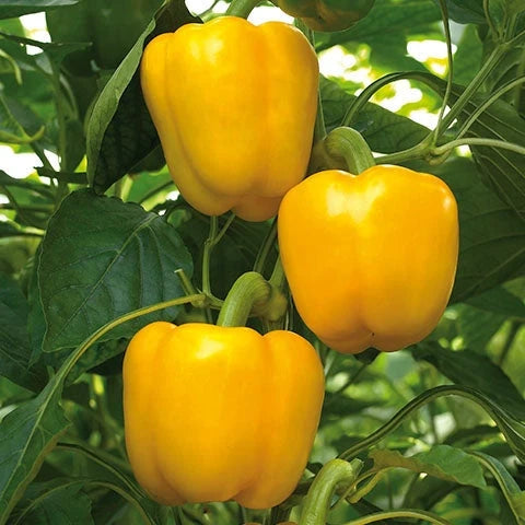 Semințe de Ardei Gras "Blocky Galben" , 0,7g