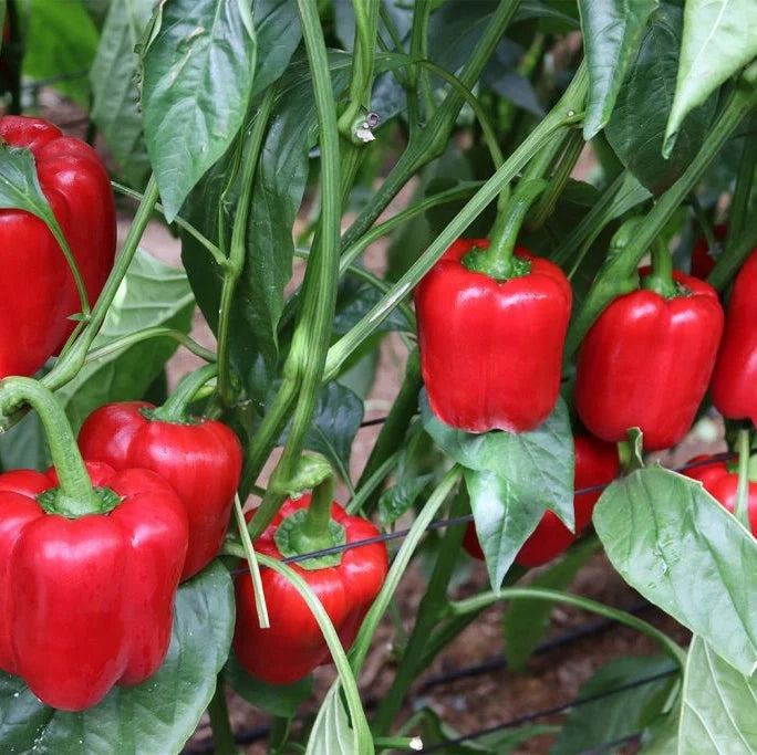 Semințe de Ardei Gras "Blocky Roșu", 0.7g