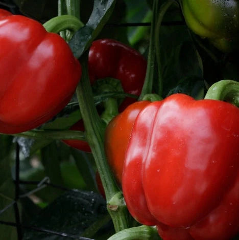 Semințe de Ardei Gras "Blocky Roșu", 0.7g