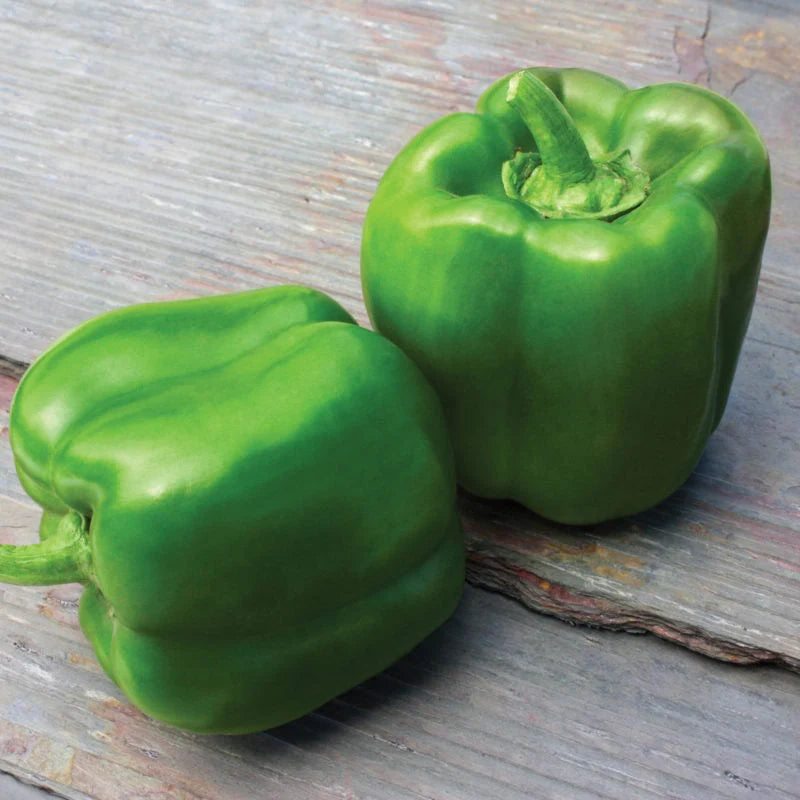 Semințe de Ardei Gras "Blocky Verde", 0.3g