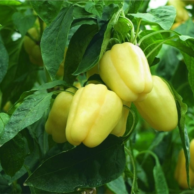 Seminte de Ardei Gras "Dariana", 0.3g