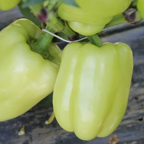 Seminte de Ardei Gras "Dariana", 0.3g