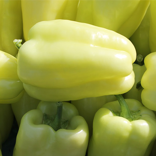 Seminte de Ardei Gras "Dariana", 0.3g