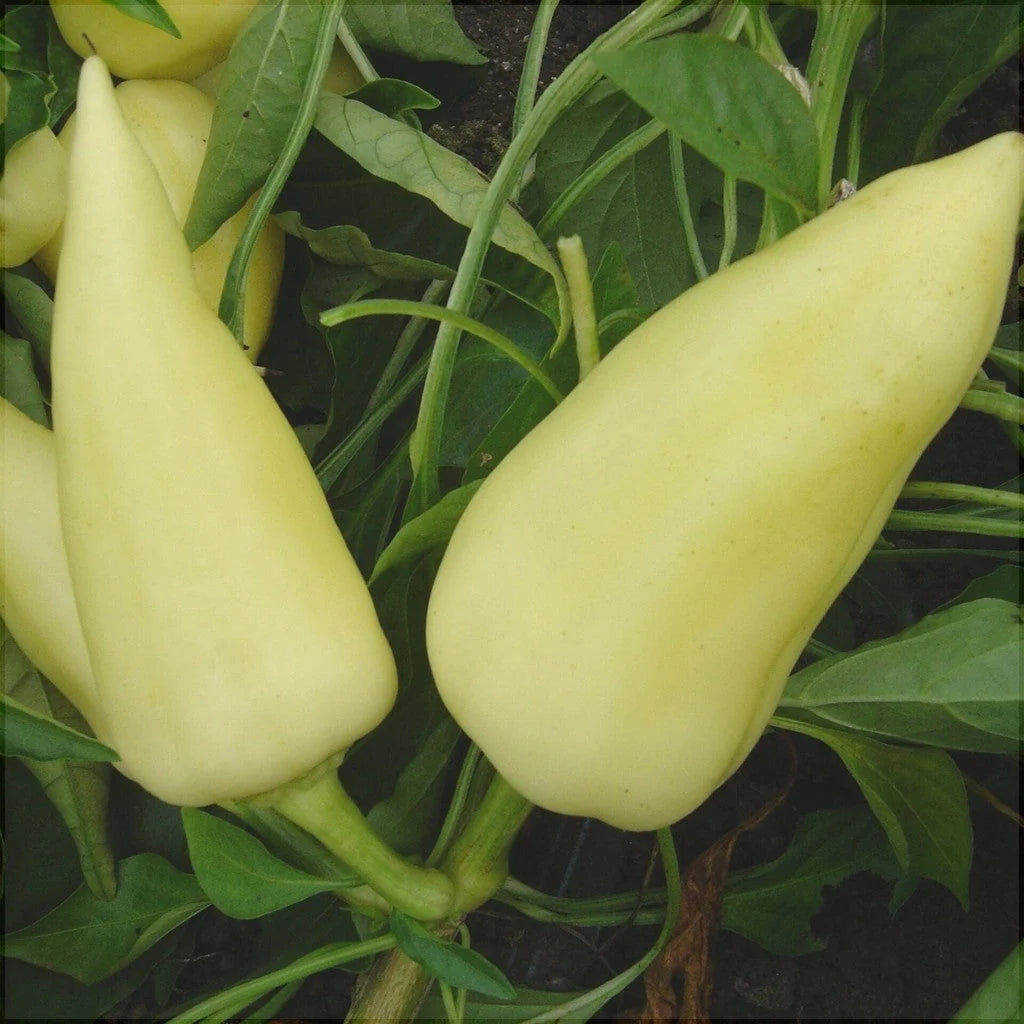 Semințe de Ardei Gras "Feher", 0.7g