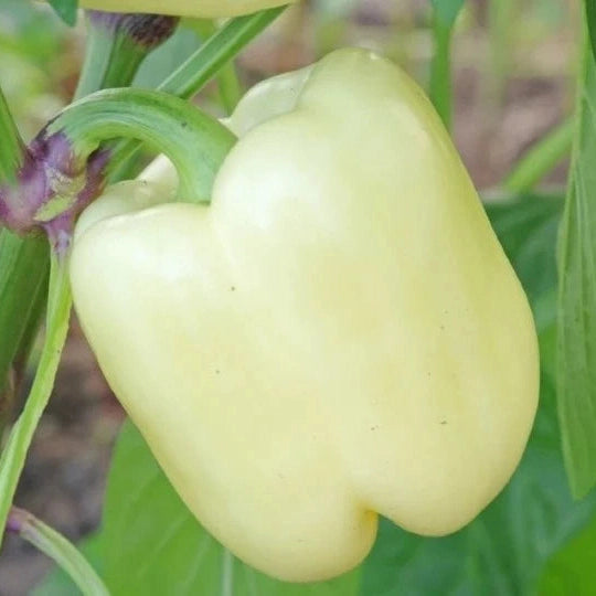 Seminte de Ardei Gras "Getic", 0.5g