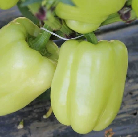 Seminte de Ardei Gras "Getic", 0.5g