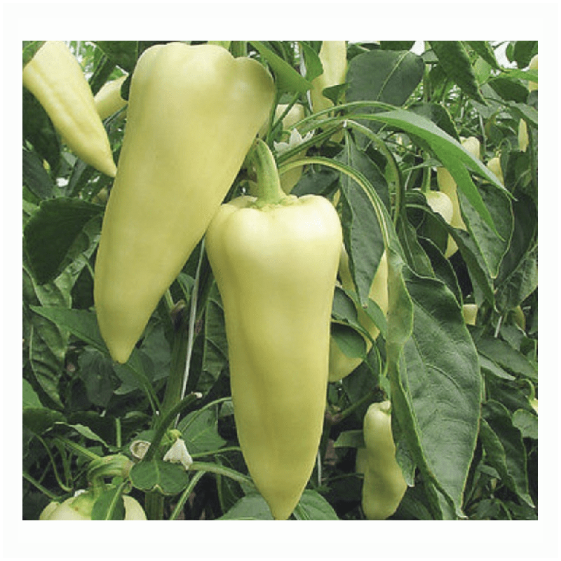 Seminte de Ardei Gras "Hungarian", 0.7g