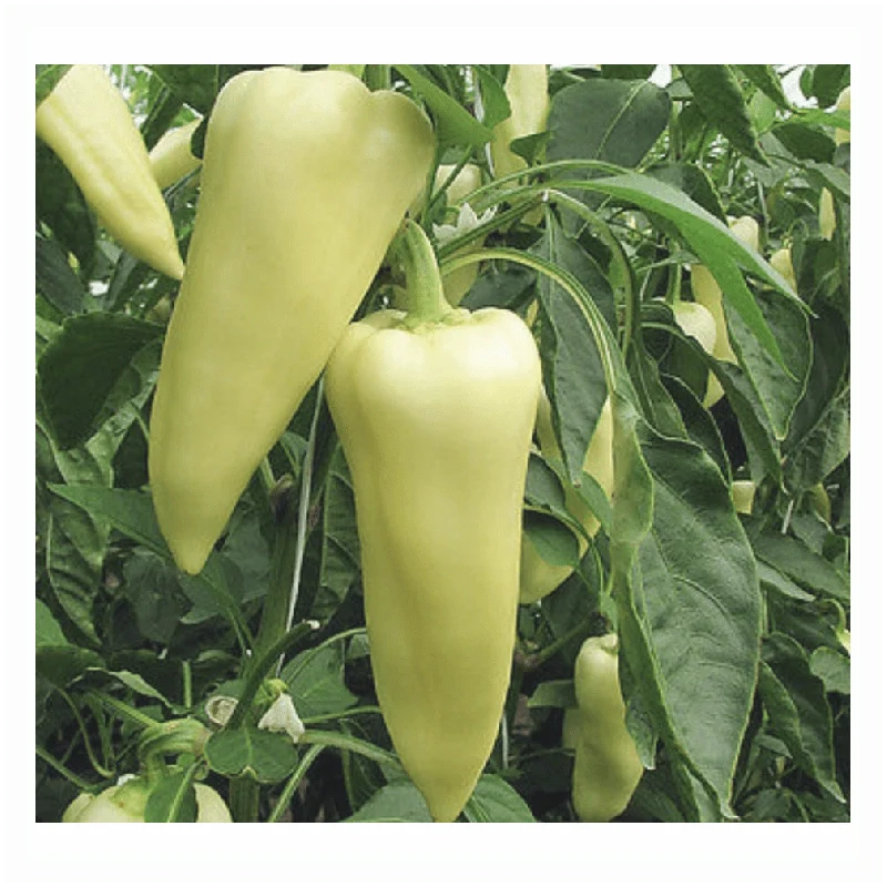 Semințe de Ardei Gras "Hungarian", 0.7g