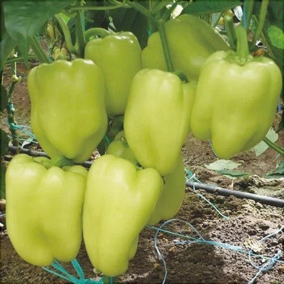 Semințe de Ardei Gras "Soroksary", 0.7g