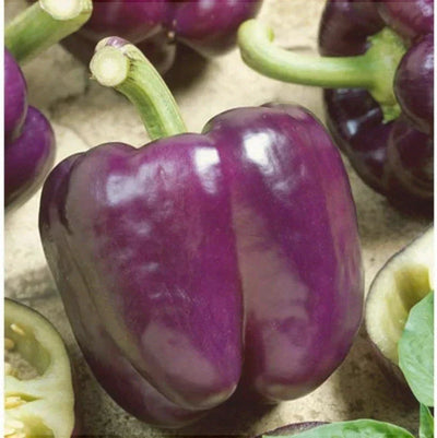 Semințe de Ardei Gras Violet Hibrid „Blocky”, 0.15 gr – semințe | Regatul Plantelor