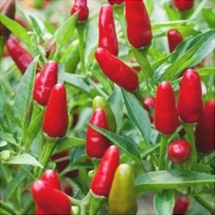 Semințe de Ardei Iute "Jalapeno", 0.7 gr