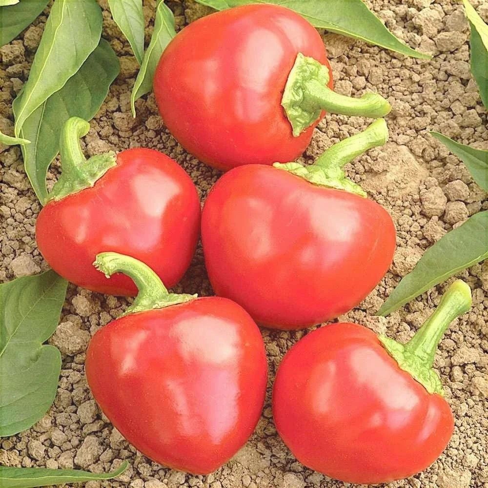 Semințe de Ardei Iute "Piccante Calabrese", 0.7g