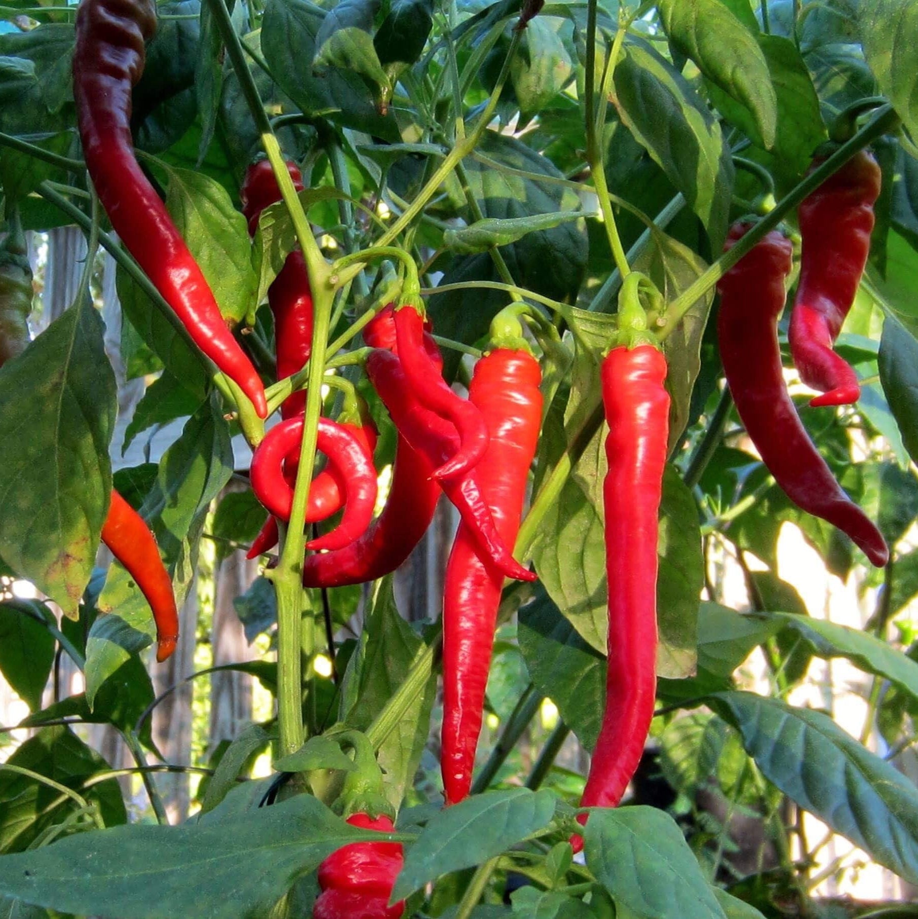 Seminte de Ardei Iute "Sigaretta di Bergamo", 0.5g