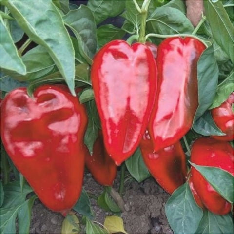 Seminte de Ardei Kapia "Ureche de Elefant", 0.4 gr