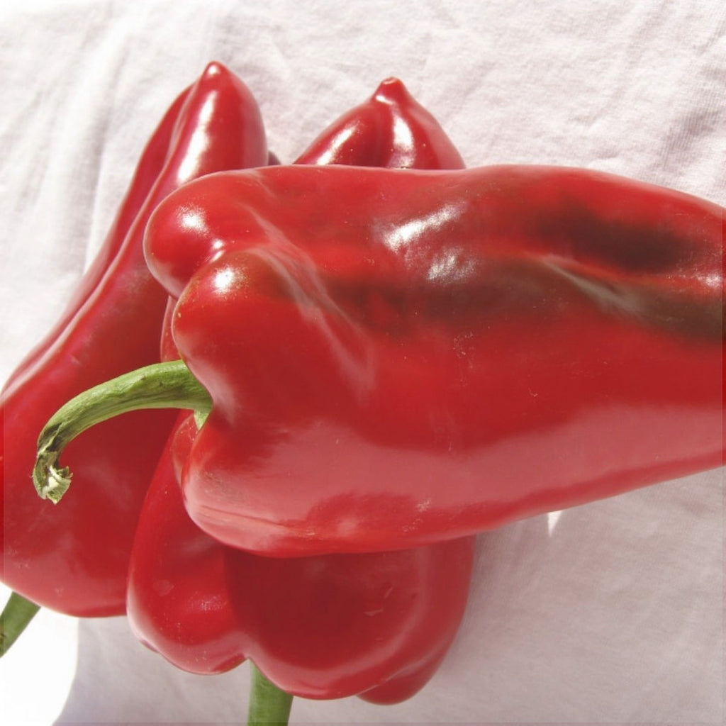 Seminte de Ardei Kapia "Ureche de Elefant", 0.4 gr