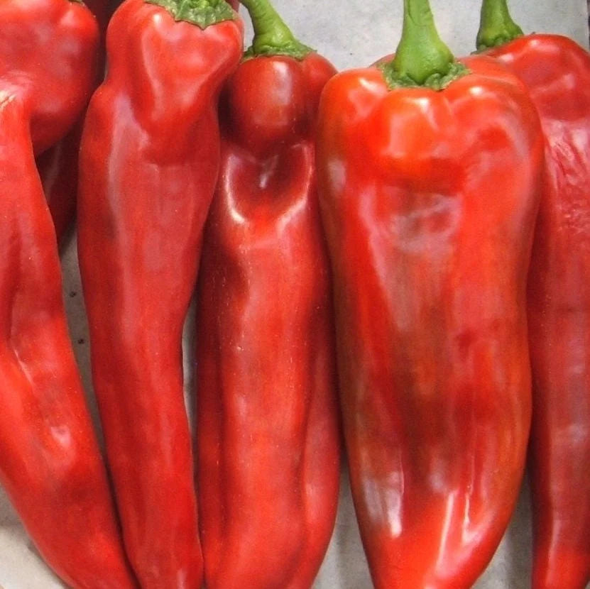 Semințe de Ardei Lung "Corno di Toro Rosso", 0.7g