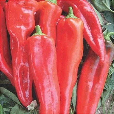 Seminte de Ardei Lung Hibrid "Piton", 2g