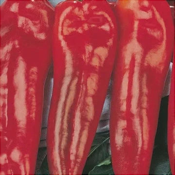 Seminte de Ardei Lung Hibrid "Piton", 2g