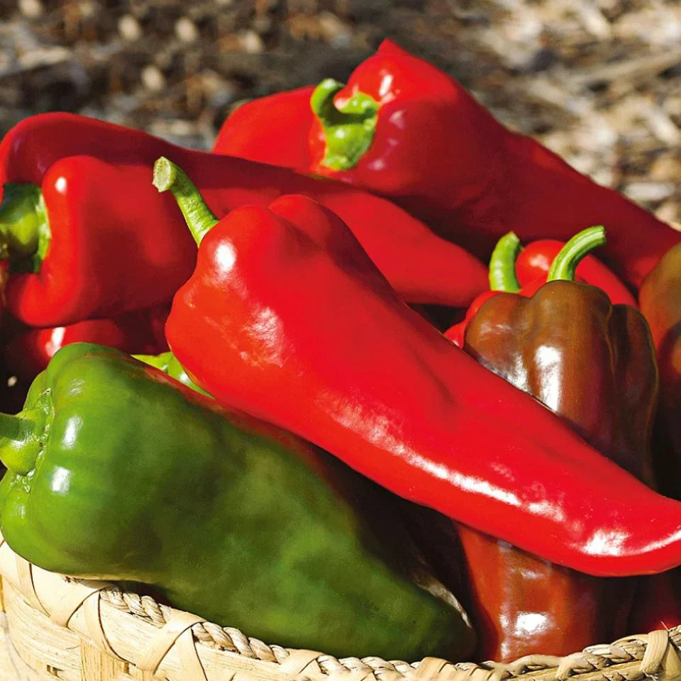 Seminte de Ardei Lung "Ionel", 0.3g