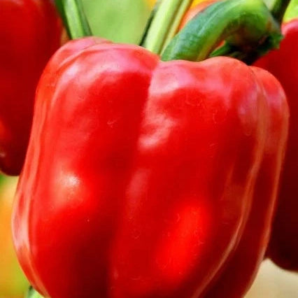 Seminte de Ardei Rosu Hibrid "Blocky"