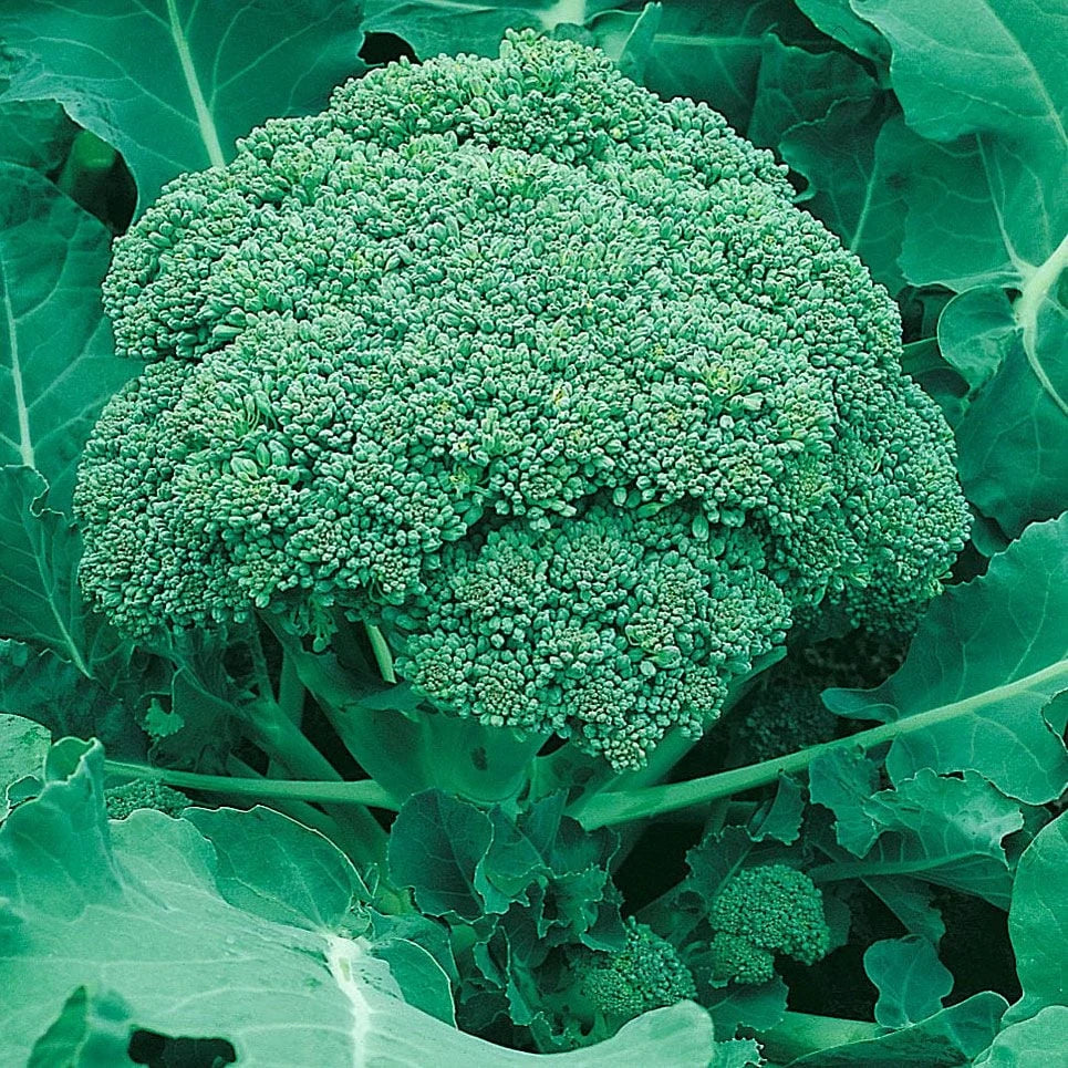 Semințe de Broccoli "Ramoso Calabrese" , 5g