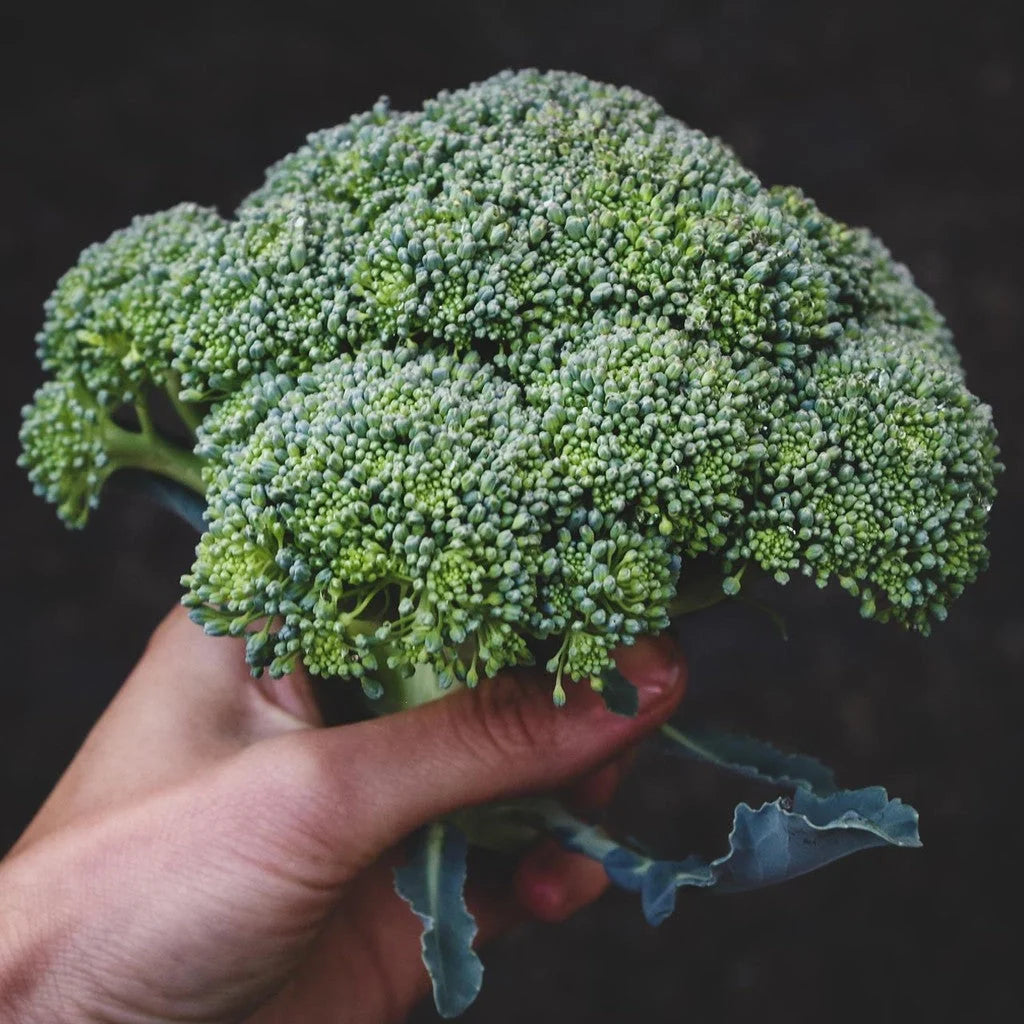 Semințe de Broccoli "Ramoso Calabrese" , 5g