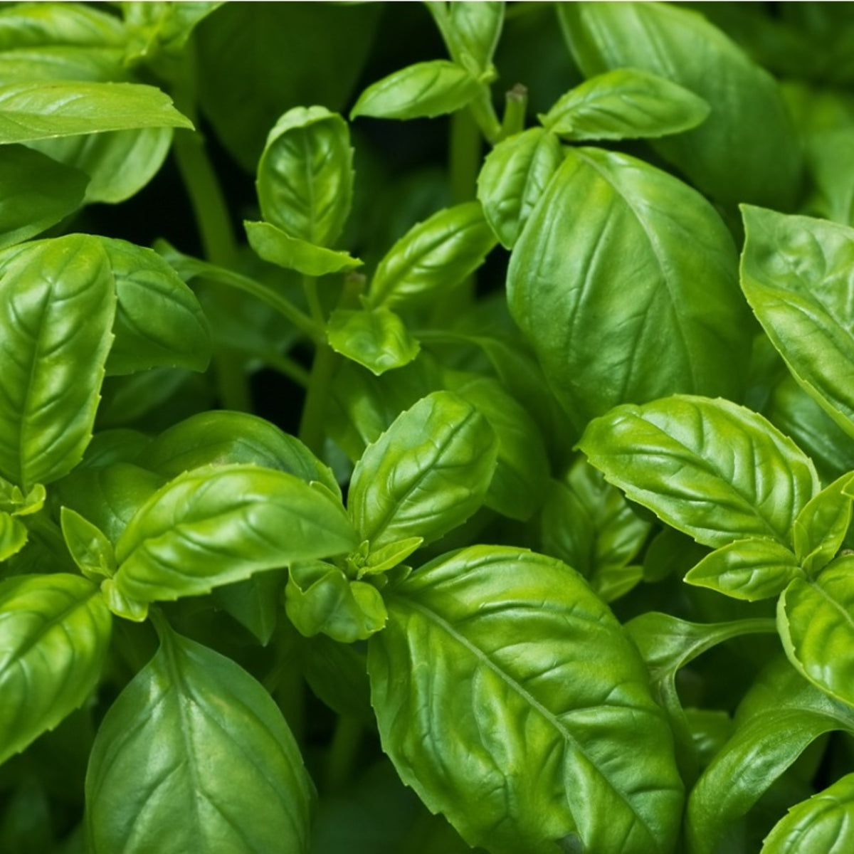 Seminte de Busuioc, 0.3 gr