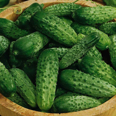 Semințe de Castraveți Hibrid Levina, 10 gr – semințe | Regatul Plantelor