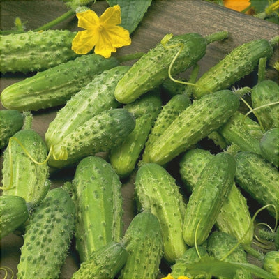 Semințe de Castraveți „Piccolo di Parigi”, 0.3g – semințe | Regatul Plantelor