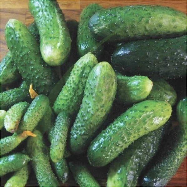 Seminte de Castraveti "Piccolo di Parigi", 0.3g