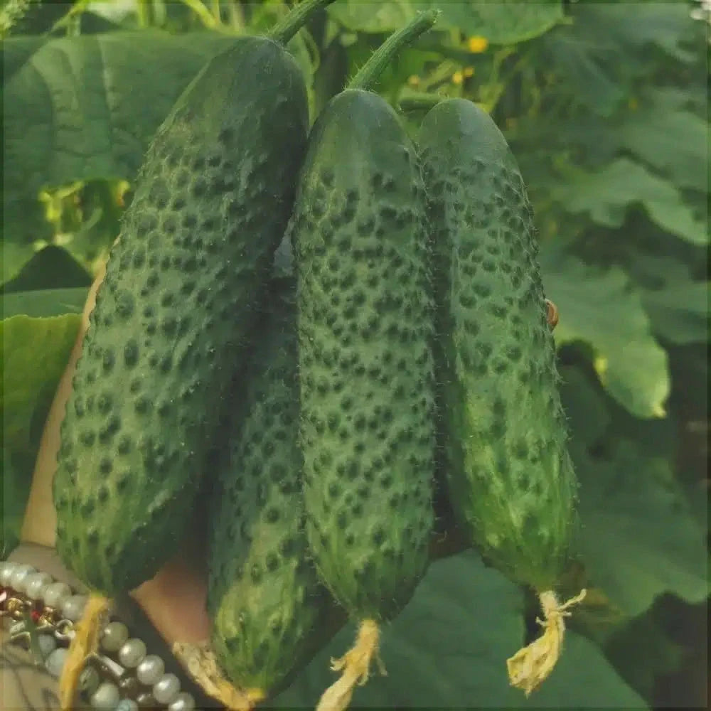 Seminte de Castraveti "Piccolo di Parigi", 0.3g