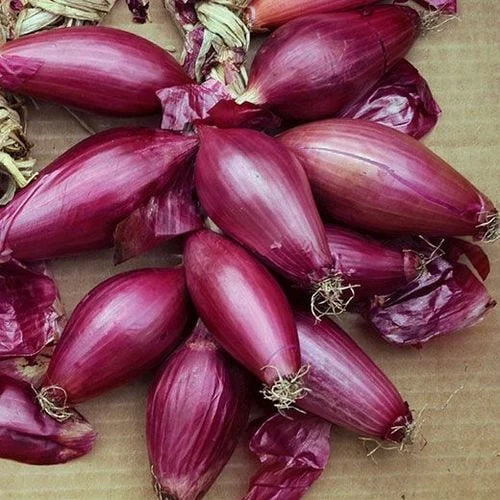 Semințe de Ceapă "Lunga Di Firenze", 1.5 gr