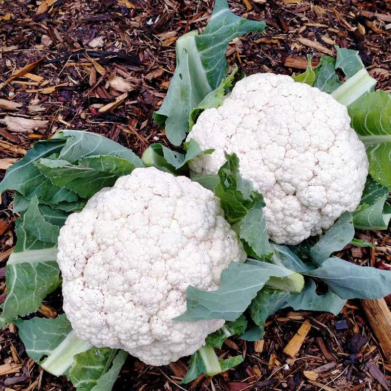 Semințe de Conopidă Hibrid "Snow Crown" , 0,4g