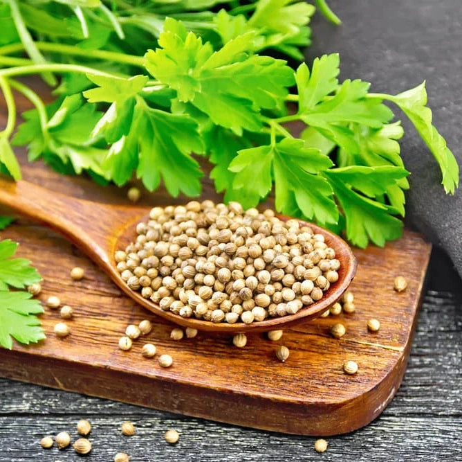 Seminte de Coriandru