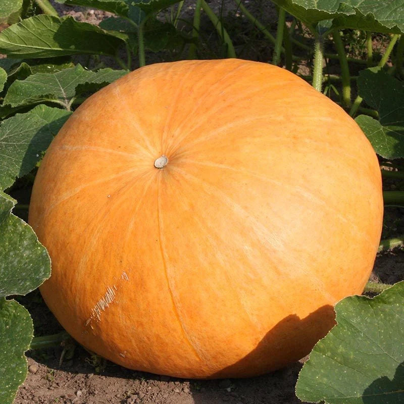 Semințe de Dovleac Furajer "Gele Reuzen" , 2g