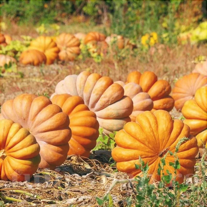 Semințe de Dovleac "Moscata di Provenza", 2 gr