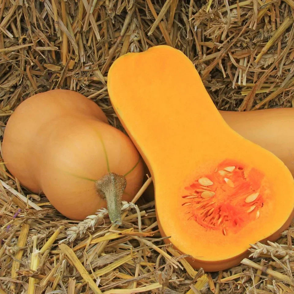 Semințe de Dovleac Placintar "Waltham Butternut", 2.5 gr
