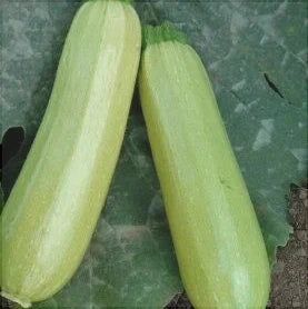 Semințe de Dovlecel "Bianco di Trieste" , 4g