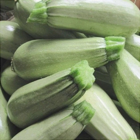 Semințe de Dovlecel "Bianco di Trieste" , 4g